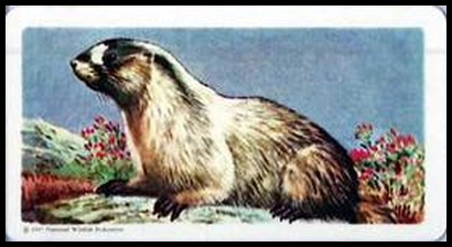 44 Hoary Marmot